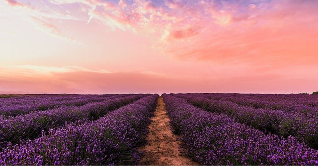 Lavender Essential Oil: 13 Benefits for Sleep, Stress and More