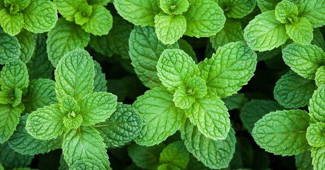 11 Powerful Benefits of Peppermint Essential Oil