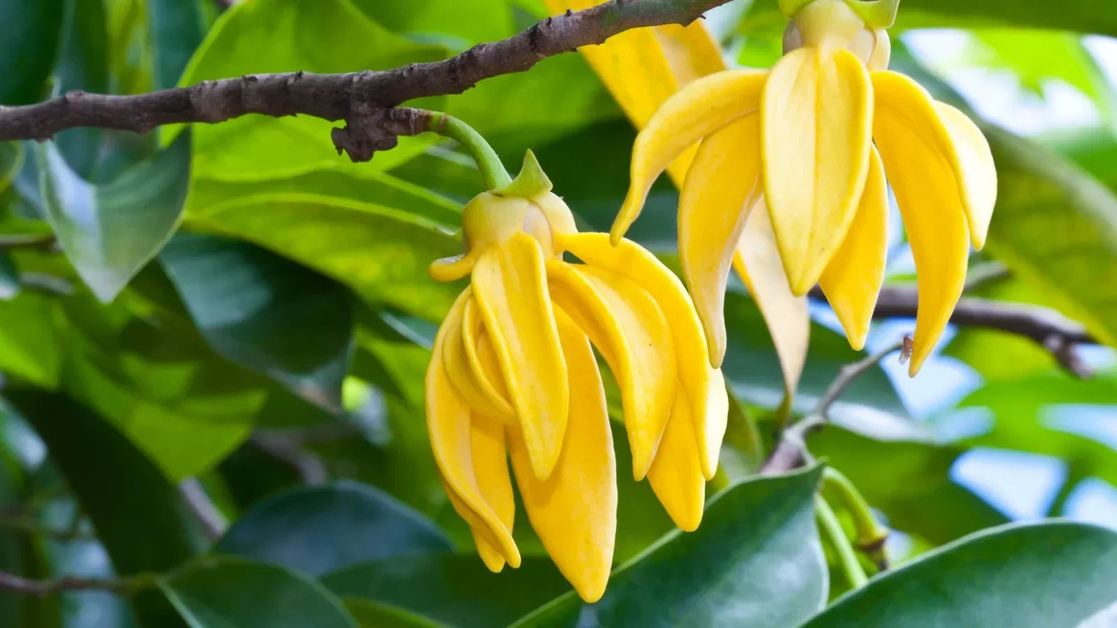 Amber bottle of ylang ylang essential oil to be made from yellow cananga flowers