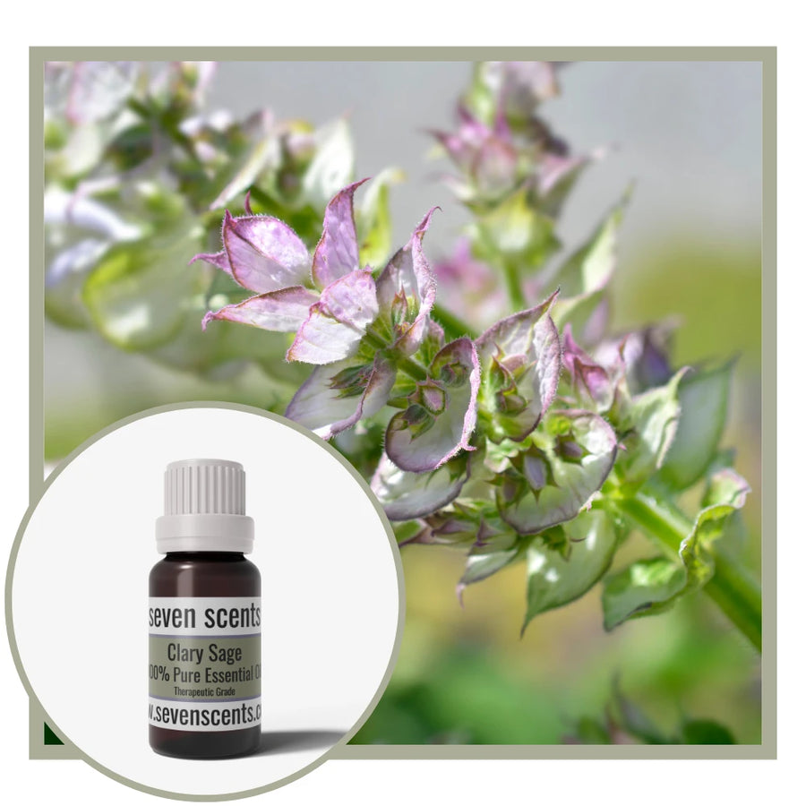 Clary Sage essential oil by Seven Scents with a clary sage plant background
