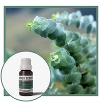 Eucalyptus essential oil by Seven Scents with a eucalyptus plant background