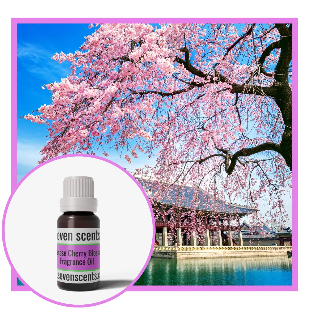 Japanese Cherry Blossom Fragrance Oil with a Cherry Blossom Tree in Japan