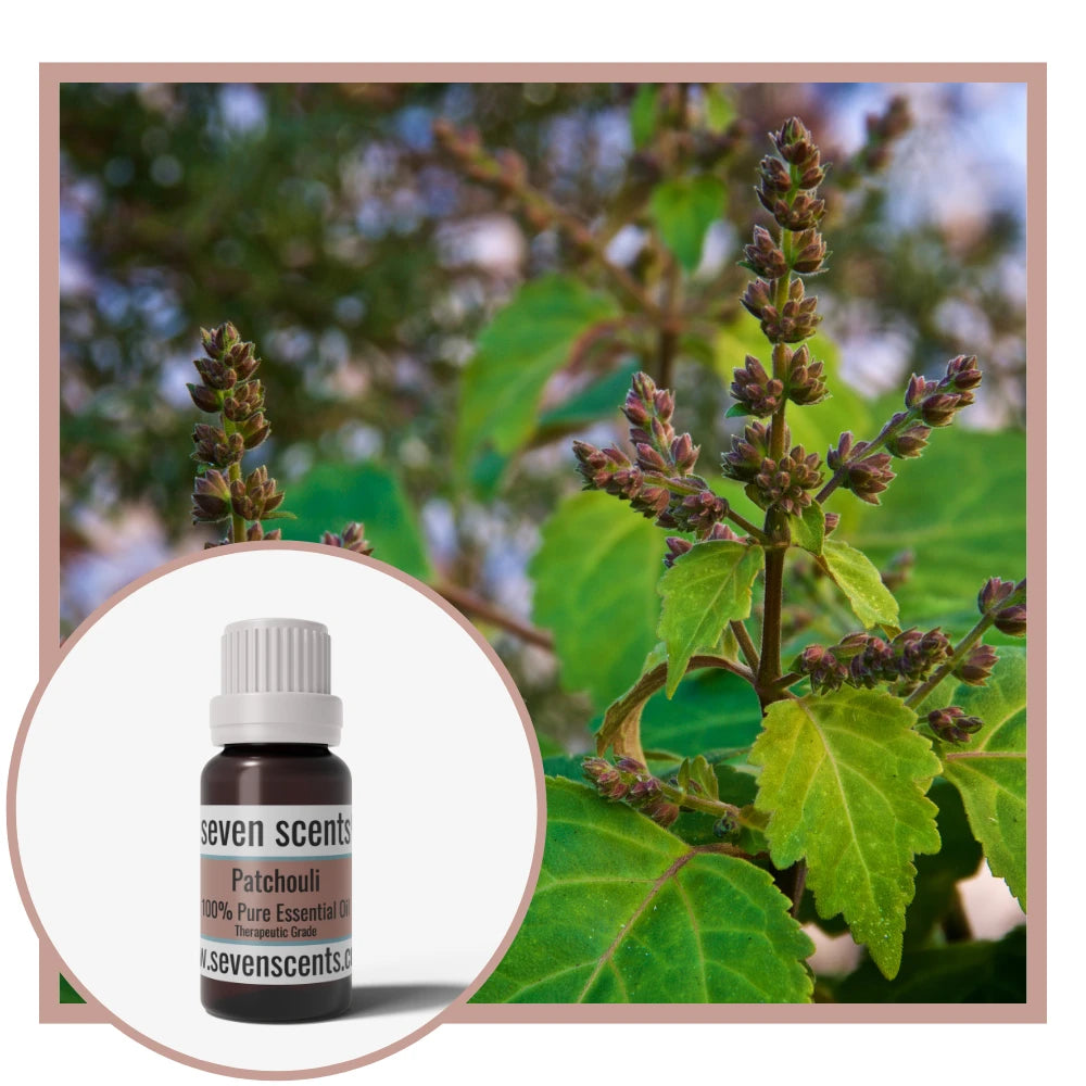 Patchouli essential oil by Seven Scents with a patchouli plant