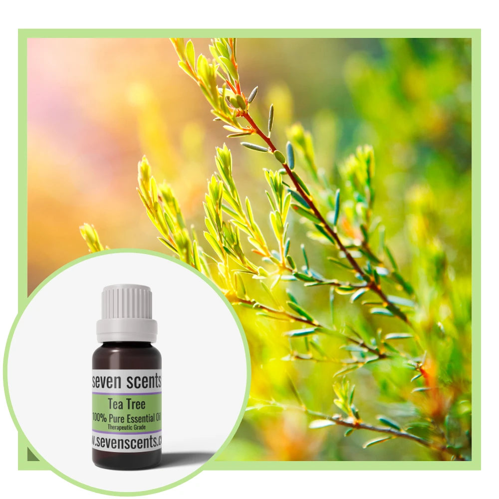 Tea Tree essential oil by Seven Scents with tea tree plant and a blurred background