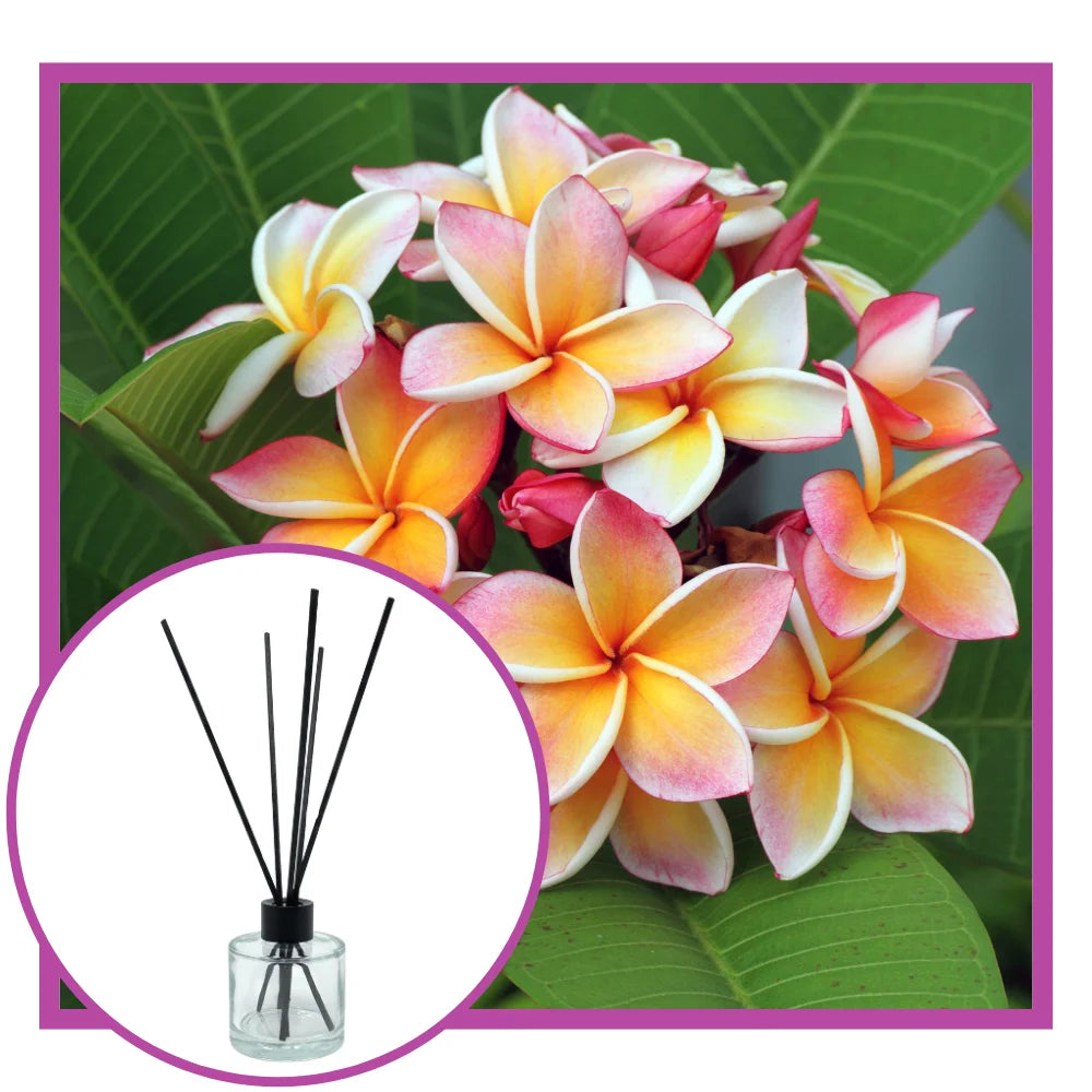 Wild Frangipani Reed Diffuser