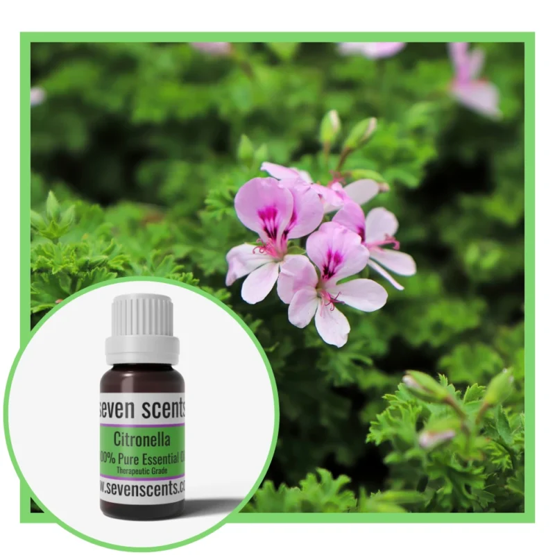 Citronella Essential Oil NZ