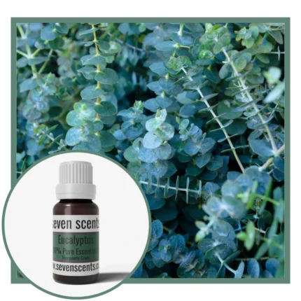 Eucalyptus Essential Oil NZ