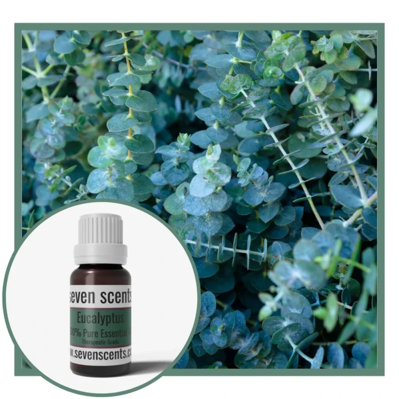 Eucalyptus Essential Oil NZ
