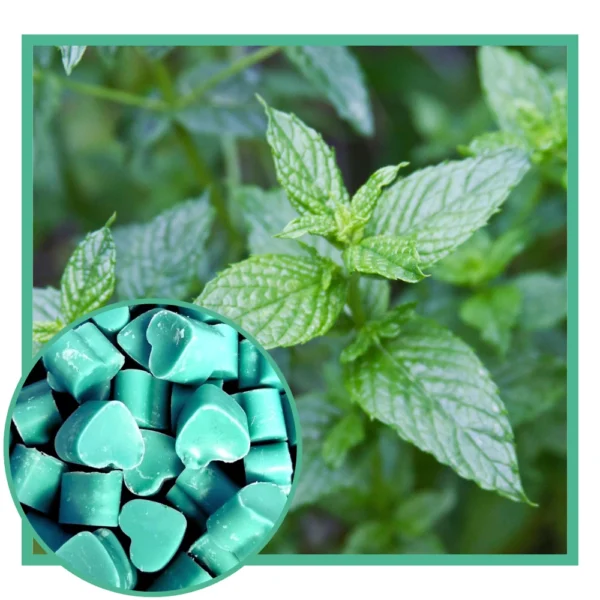 Spearmint scented soy wax melts NZ