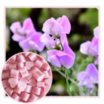 Sweet Pea Vanilla Scented Wax Melts NZ