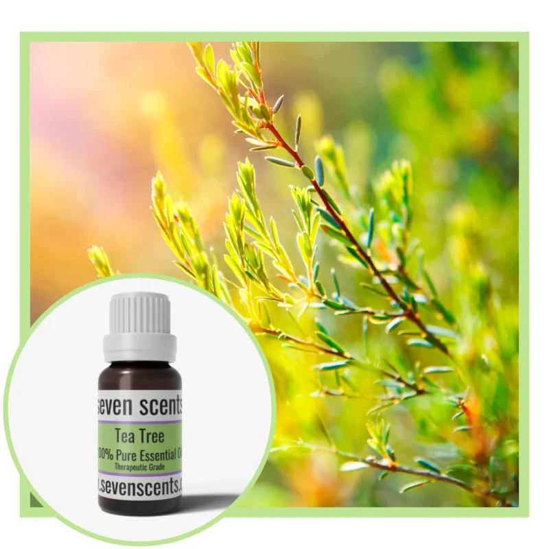 Tea Tree Essential Oil NZ