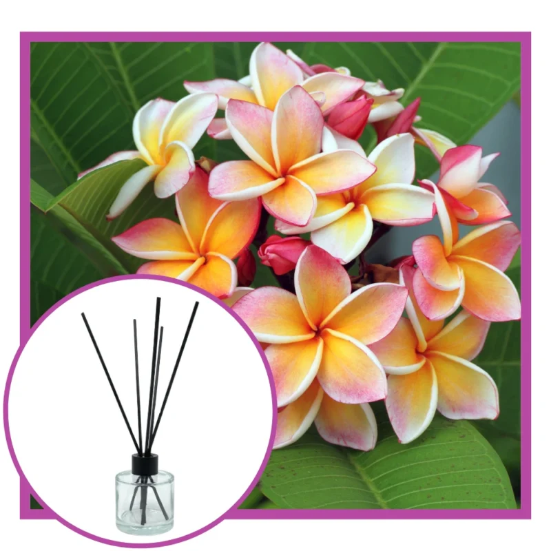 Wild frangipani reed diffuser