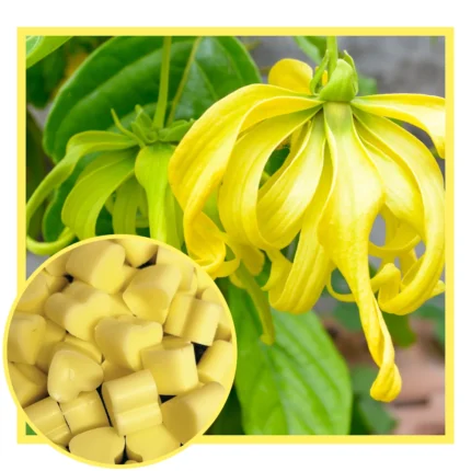 Ylang Ylang Scented Soy Wax Melts NZ